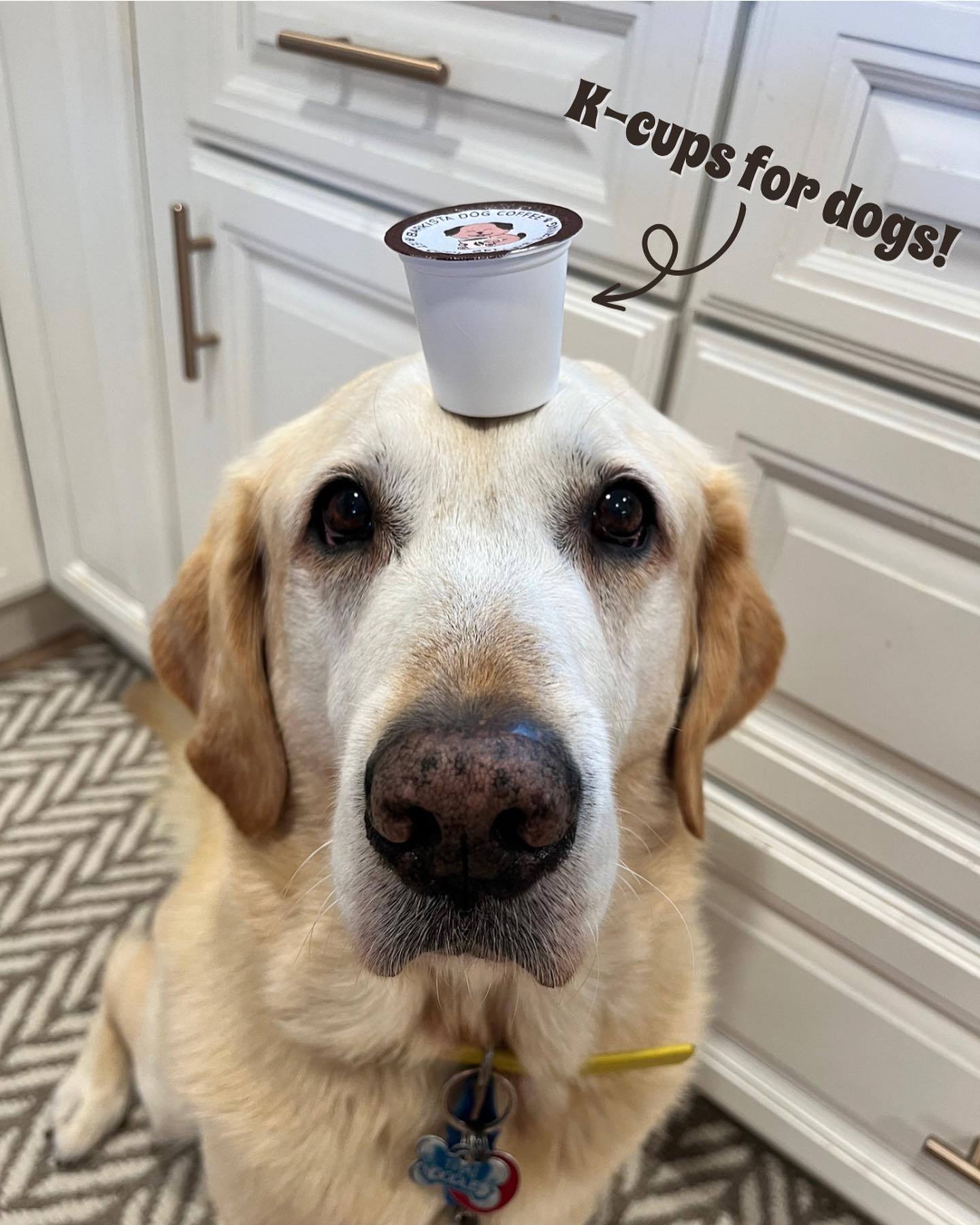 Sample Pack (3) - Caramel Latte K9 Cups